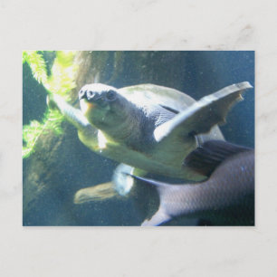 Carte Postale vie aquarium