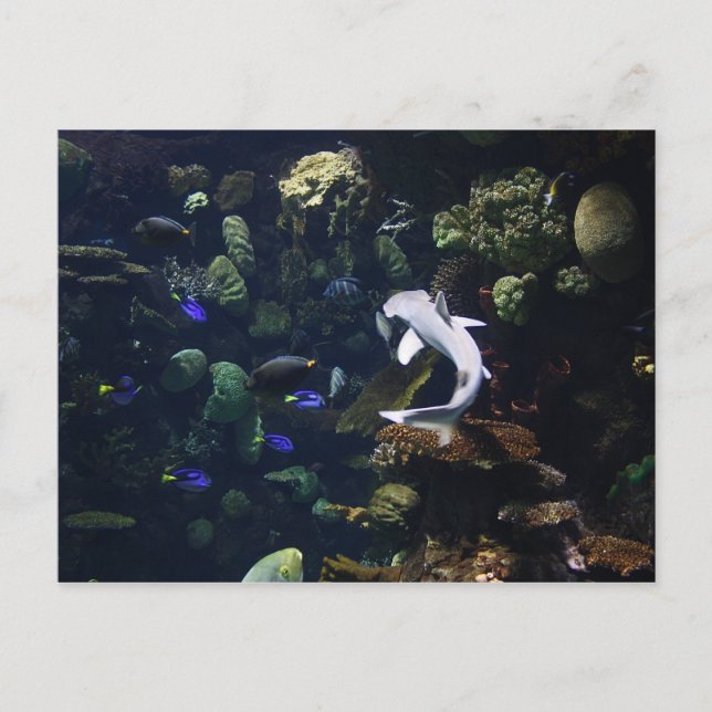 Carte Postale Vie aquatique (Devant)