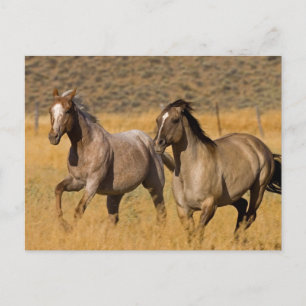 Carte Postale Vie de ranch au Ponderosa Ranch