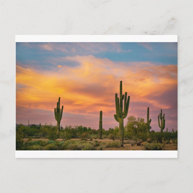 Carte Postale Vie du désert du Saguaro (Devant)
