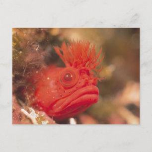 Carte Postale Vie marine - Poisson