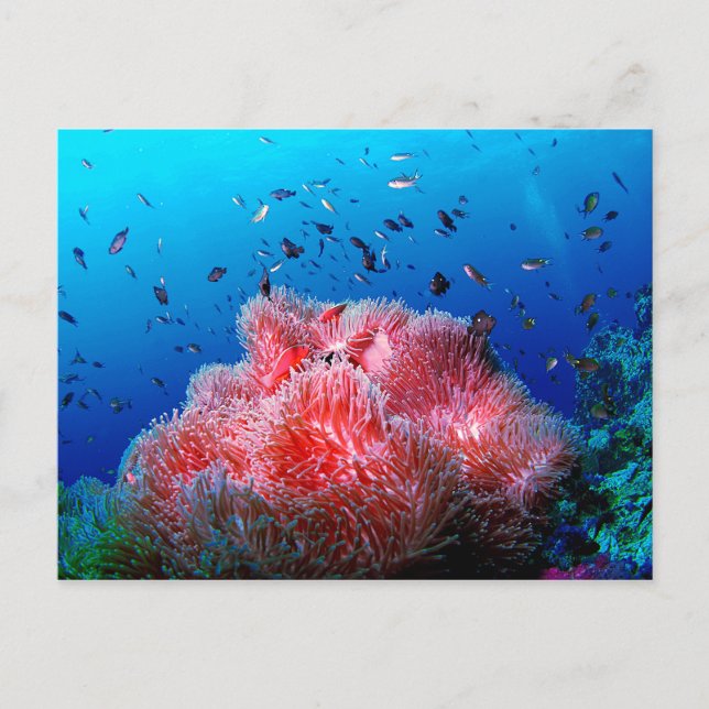 Carte Postale Vie marine tropicale Corail anémoné rose (Devant)