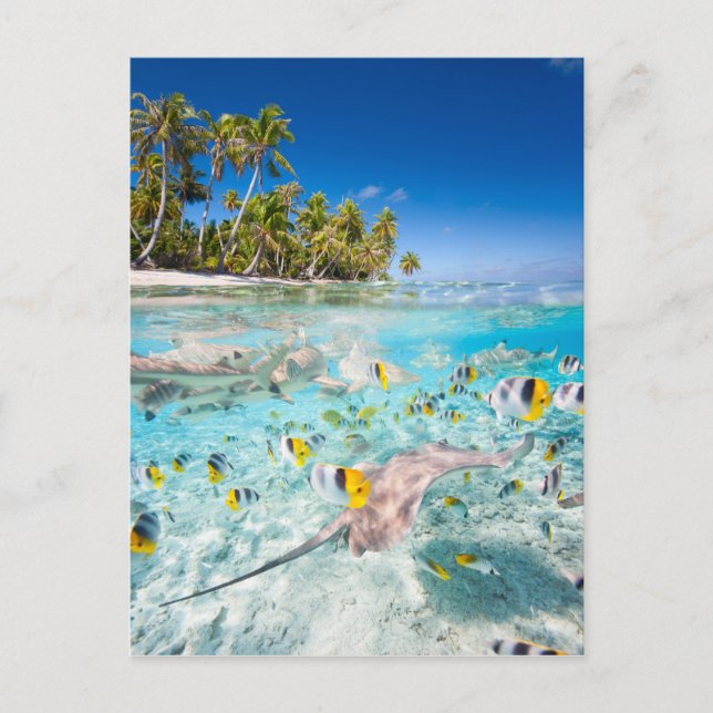 Carte Postale Vie sous-marine (Devant)