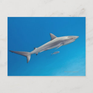 Carte Postale Vie sous-marine : Carcharhinus perezi nager dans