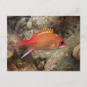 Carte Postale Vie sous-marine, POISSON : un écureuil de longue m