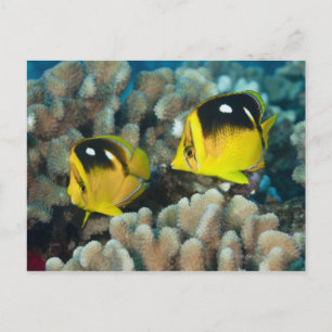 Carte Postale Vie sous-marine; POISSON : Une paire de Fourspot