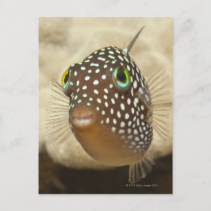 Carte Postale Vie sous-marine; POISSONS : Portrait rapproché d'u