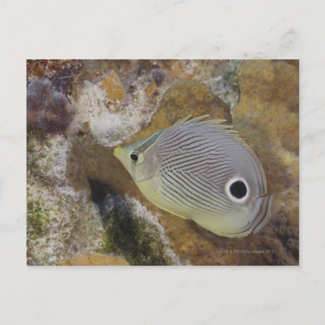 Carte Postale Vie sous-marine, POISSONS : Un poisson papillon à  (Devant)