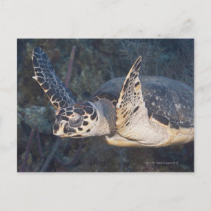 Carte Postale Vie sous-marine : une tortue de mer Hawksbill 2