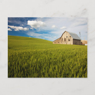 Carte Postale Vieille grange entourée d'un champ de blé de print