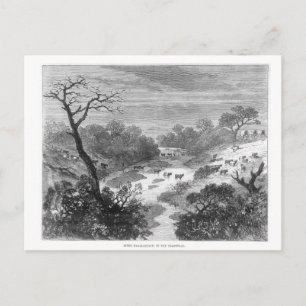 Carte Postale Vieille gravure- Paysage avec bétail