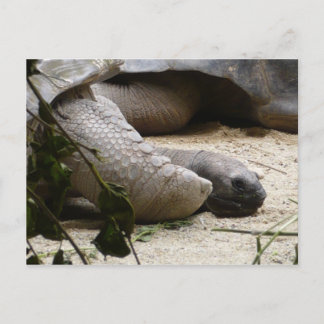Carte Postale Vieille Tortue