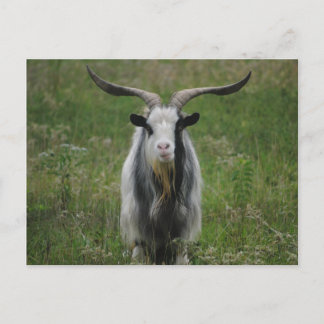 Carte Postale Vielle chèvre