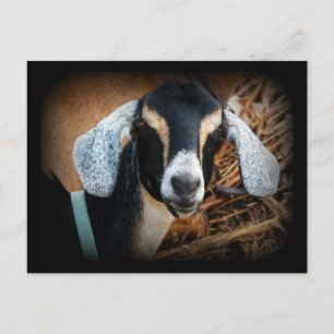Carte Postale Vielle chèvre Portrait nubien Photo