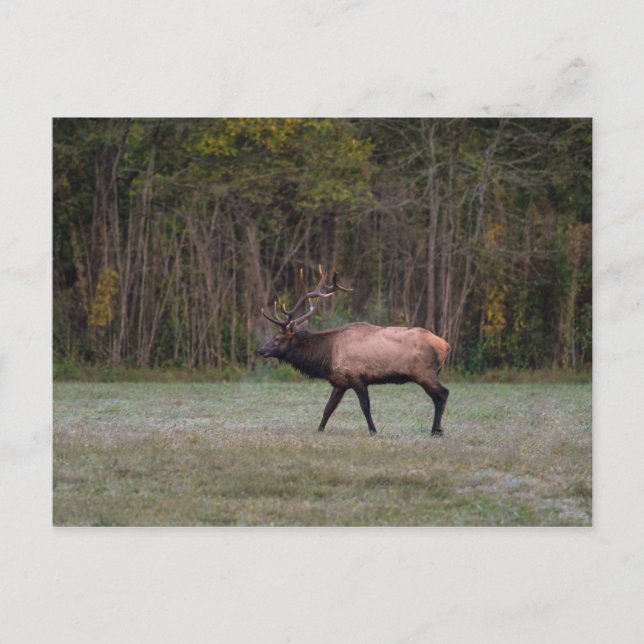 Carte postale vierge de la promenade matinale de l (Devant)