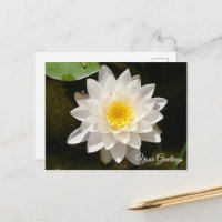 Carte postale vierge Lotus de nénuphar blanc flott