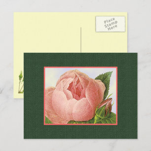 Carte postale vierge rose Rose