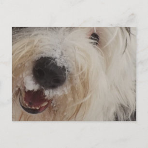 Carte Postale Vieux anglais Sheepdog Post Card - Face de neige