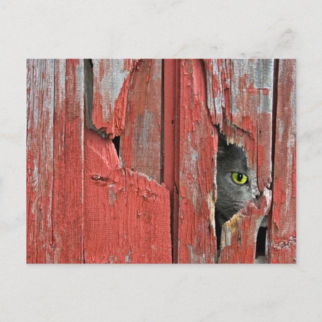 Carte Postale Vieux Barn Cat (Devant)