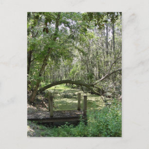 Carte postale - Vieux Floride