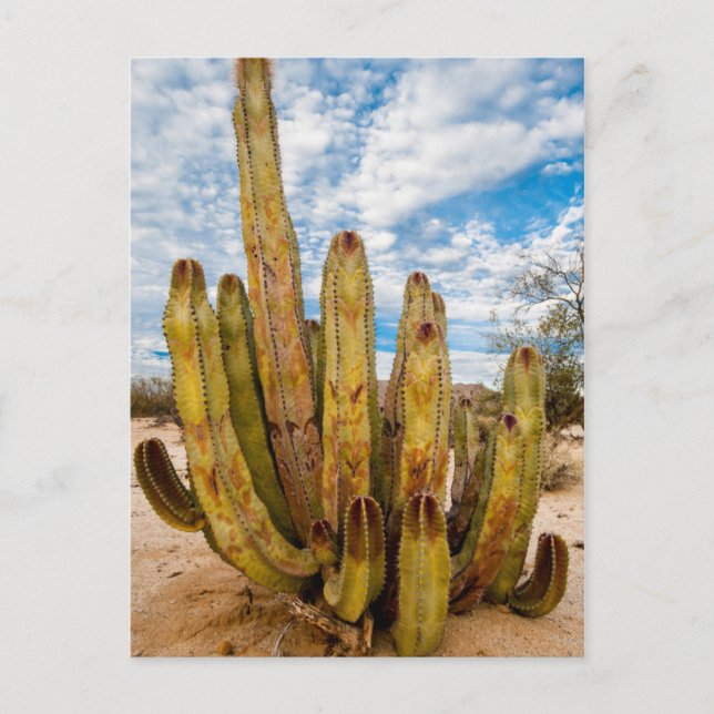 Carte Postale Vieux Homme Cactus portrait, Mexique (Devant)