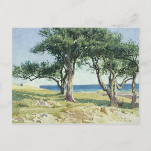 Carte Postale Vieux Oliviers, Bordighera