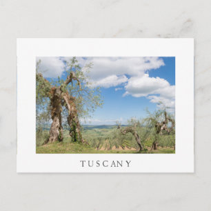 Carte Postale Vieux oliviers dans un paysage toscan