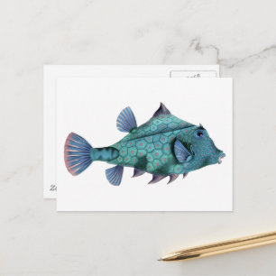 Carte Postale Vieux Poisson Bleu