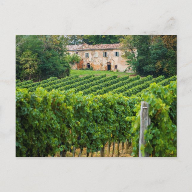 Carte Postale Vieux vignoble toscan et Villa (Devant)