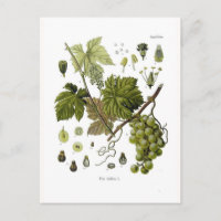 Vigne de raisin