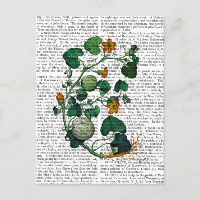 Carte Postale Vigne de squash 2 (Devant)
