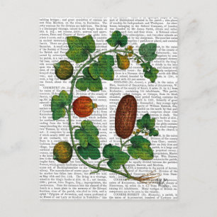 Carte Postale Vigne de squash 3