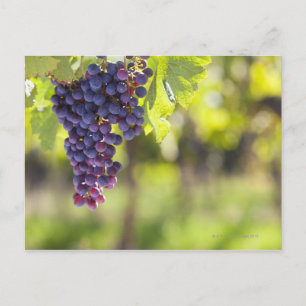 Carte Postale Vigne pourpre