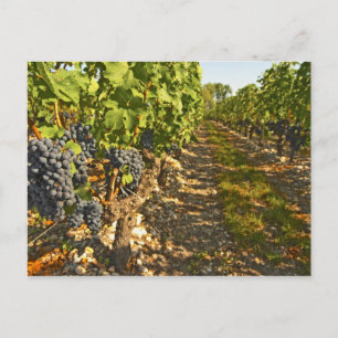 Carte Postale vignes de Cabernet Sauvignon alignées dans le