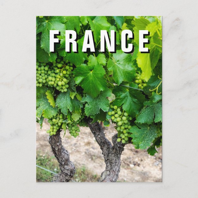 Carte Postale Vignes de raisins de cuve, France (Devant)