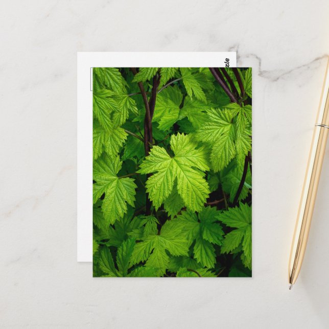 Carte Postale Vignes vertes (Devant/Arrière en situation)