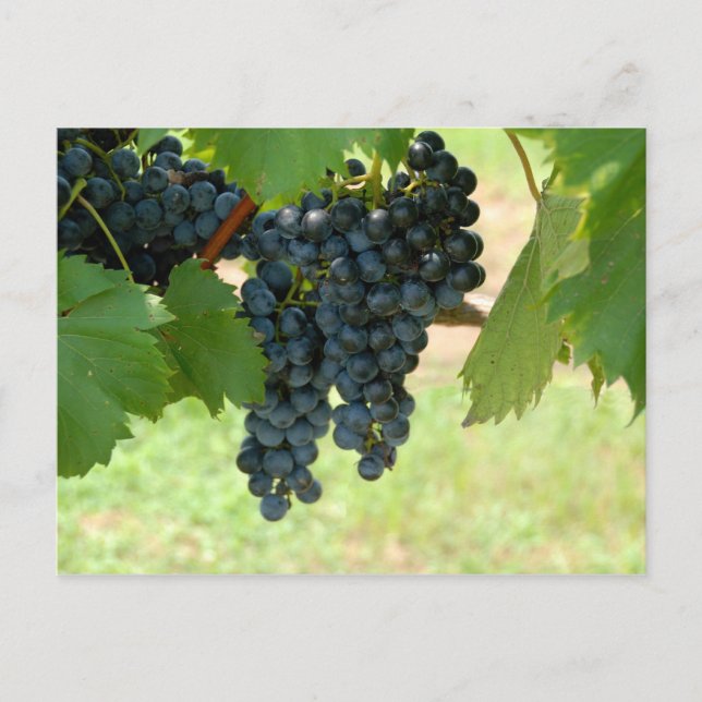 Carte Postale Vignoble (Devant)