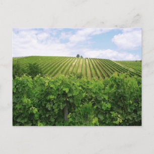 Carte Postale Vignoble