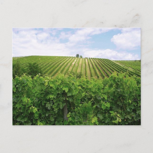 Carte Postale Vignoble (Devant)