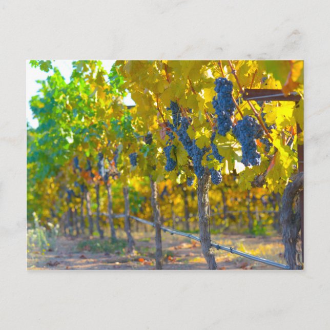Carte Postale Vignoble à Napa Valley en Californie (Devant)