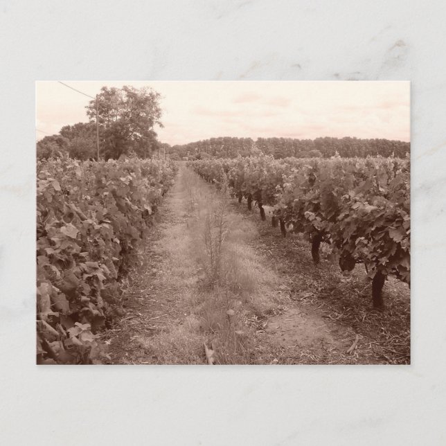 Carte Postale Vignoble abandonné (Devant)