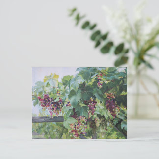 Carte Postale Vignoble de la Vallée de la Loire – Peinture de Ra