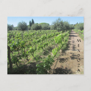 Carte Postale vignoble de mendoza