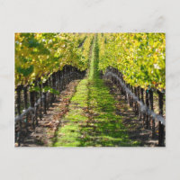 Vignoble de Napa Valley en Californie