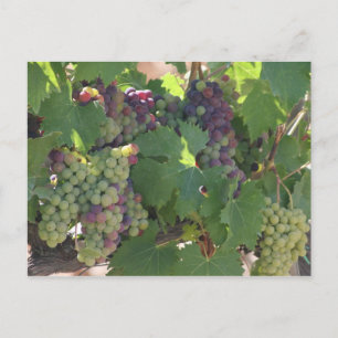 Carte Postale Vignoble de Toscane