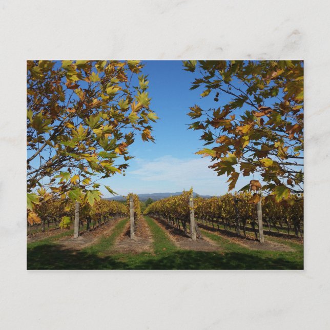 Carte Postale Vignoble de Yarra Valley, Melbourne, Australie (Devant)
