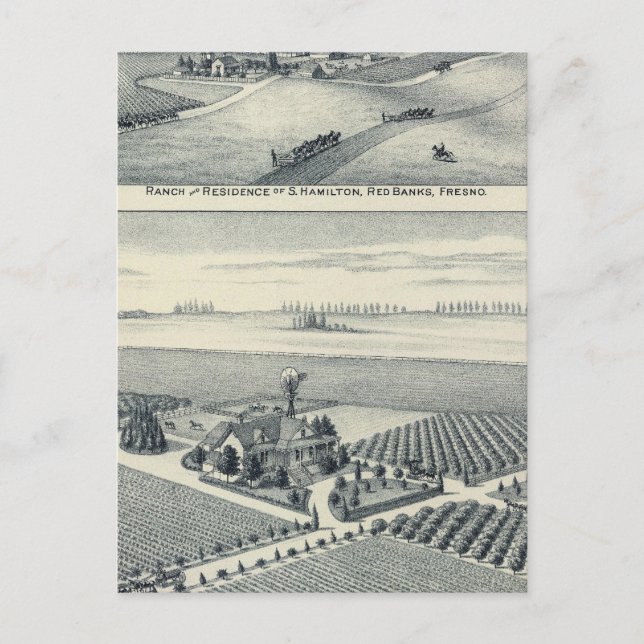 Carte Postale Vignoble Estella Blanca, Californie (Devant)