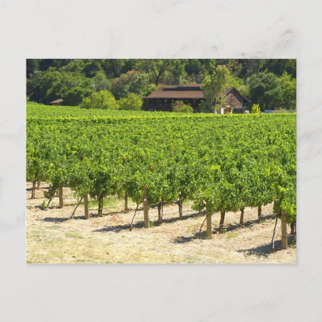 Carte Postale Vignoble Napa Valley (Devant)