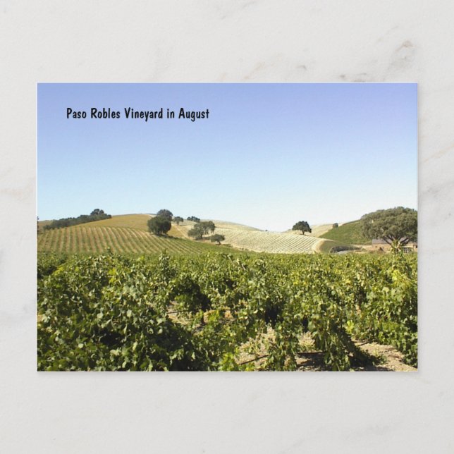 Carte postale: Vignoble Paso Robles en août (Devant)