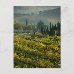 Carte Postale Vignoble, Toscane, Italie